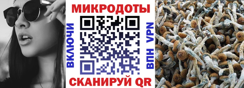 Псилоцибиновые грибы Psilocybe  где можно купить   Ядрин 